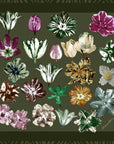 Tulipano Sage